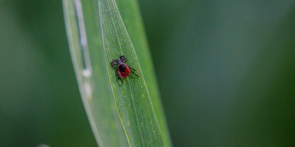 Kliste-zdroj-pixabay